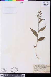 Epipactis latifolia image