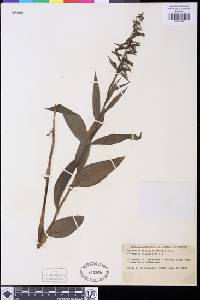 Epipactis latifolia image