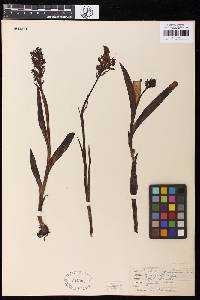 Dactylorhiza iberica image