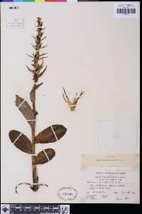 Dactylorhiza viridis var. virescens image