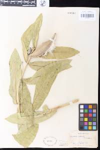 Asclepias speciosa image