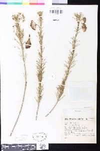 Asclepias linaria image