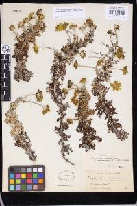 Eriophyllum lanatum image