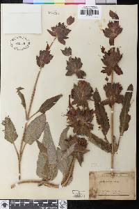 Salvia spathacea image