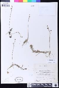 Utricularia intermedia image