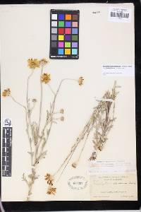 Eriophyllum lanatum var. grandiflorum image