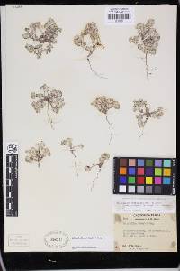 Eriophyllum pringlei image