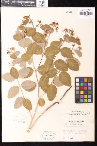 Apocynum androsaemifolium image