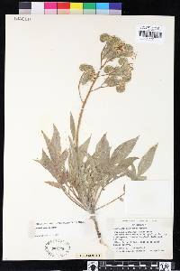 Phacelia egena image