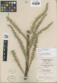 Cirsium eatonii var. clokeyi image