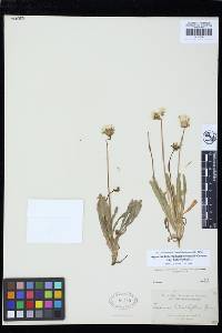 Agoseris heterophylla image