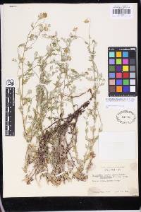 Eriophyllum lanatum var. arachnoideum image