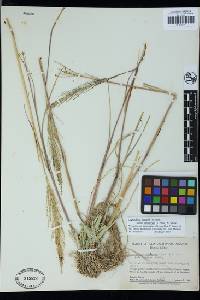 Leptochloa fusca subsp. uninervia image