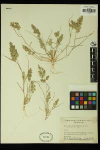 Eragrostis cilianensis image