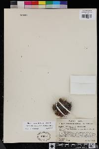 Coryphantha cornifera image