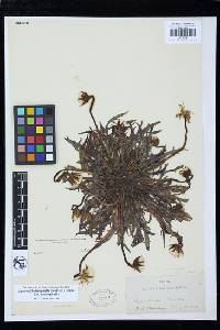 Agoseris heterophylla image