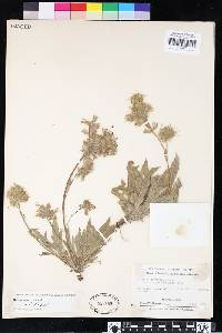 Phacelia corymbosa image