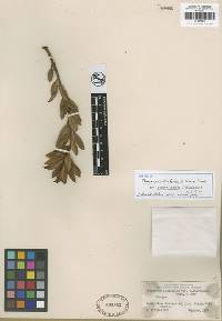 Image of Podocarpus oleifolius
