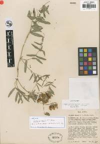 Lathyrus brachycalyx var. zionis image