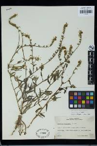 Amsinckia spectabilis var. spectabilis image