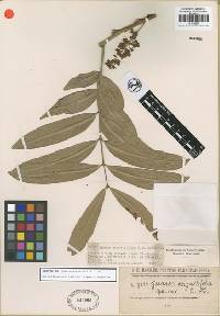 Image of Guarea angustifolia