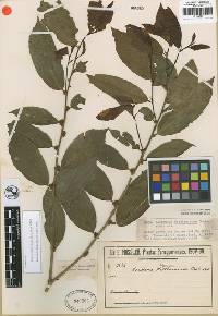 Image of Lacistema hasslerianum