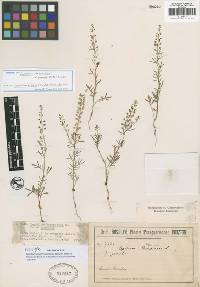 Image of Lepidium gracile
