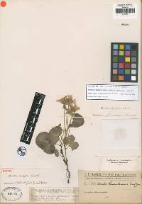 Image of Oxalis renifolia