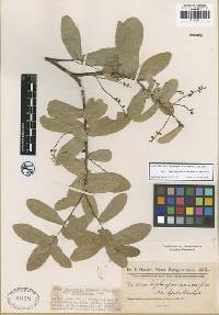 Image of Daphnopsis racemosa
