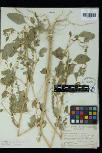 Amaranthus lepturus image