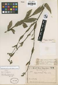 Image of Lippia angustifolia