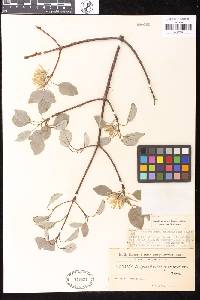 Image of Aspidosperma pyrifolium