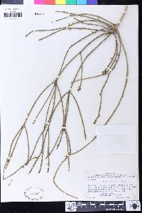 Rhipsalis parasitica image