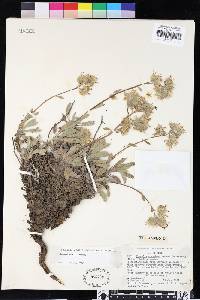 Phacelia corymbosa image