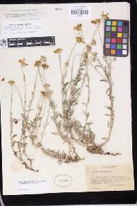 Eriophyllum lanatum var. grandiflorum image