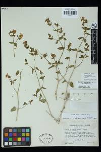 Mirabilis laevis var. crassifolia image