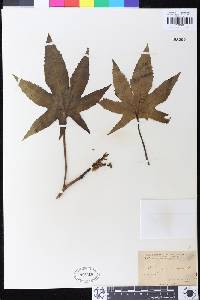 Ricinus communis image