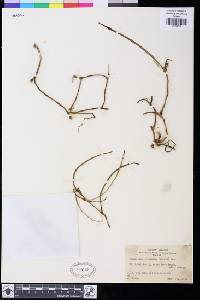Dendrobium crepidatum image