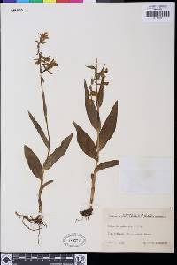 Image of Epipactis palustris
