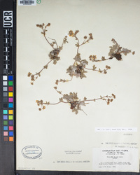 Potentilla concinna var. proxima image