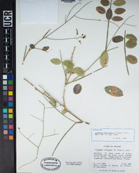 Image of Coursetia paniculata