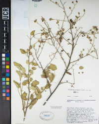 Horsfordia exalata image