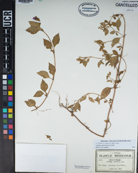 Image of Cuphea calaminthifolia