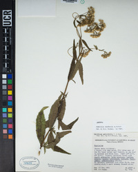 Ageratina sandersii image