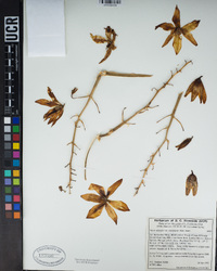 Hesperoyucca whipplei image