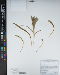 Hesperocallis undulata image