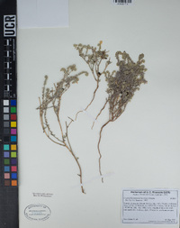 Johnstonella angustifolia image