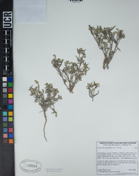 Johnstonella angustifolia image