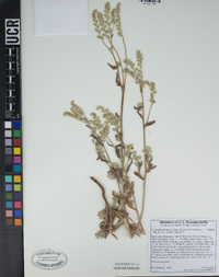 Cryptantha barbigera var. barbigera image