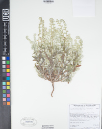 Cryptantha barbigera image